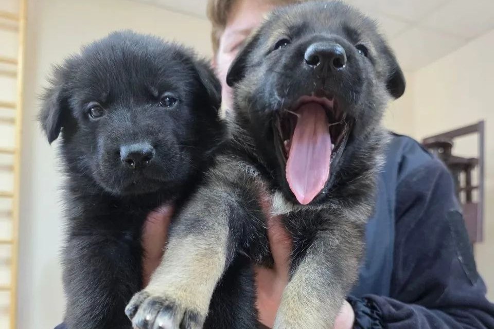 Пополнение у зауральских кинологов: у пары служебных овчарок родились пять щенков