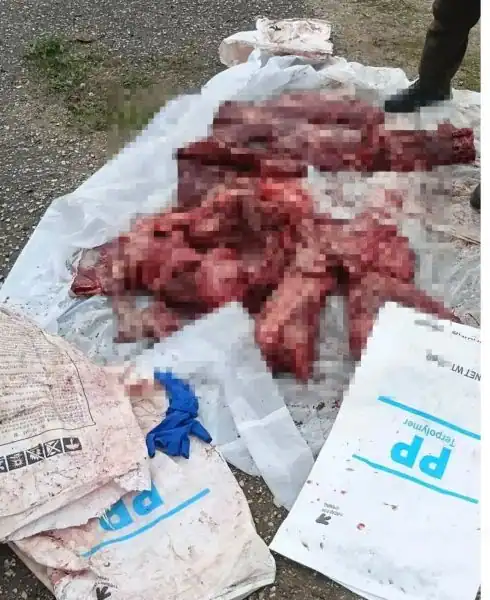 Разделанное мясо лежит на белой подстилке рядом с мешками.