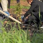 Мужчина и женщина в перчатках работают с землёй у молодых растений.