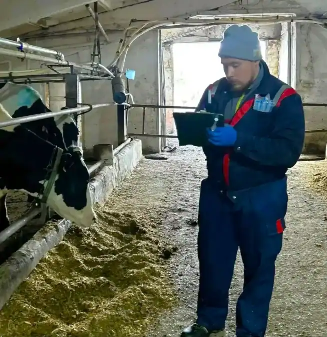 Специалист в перчатках заполняет планшет рядом с коровой в стойле.