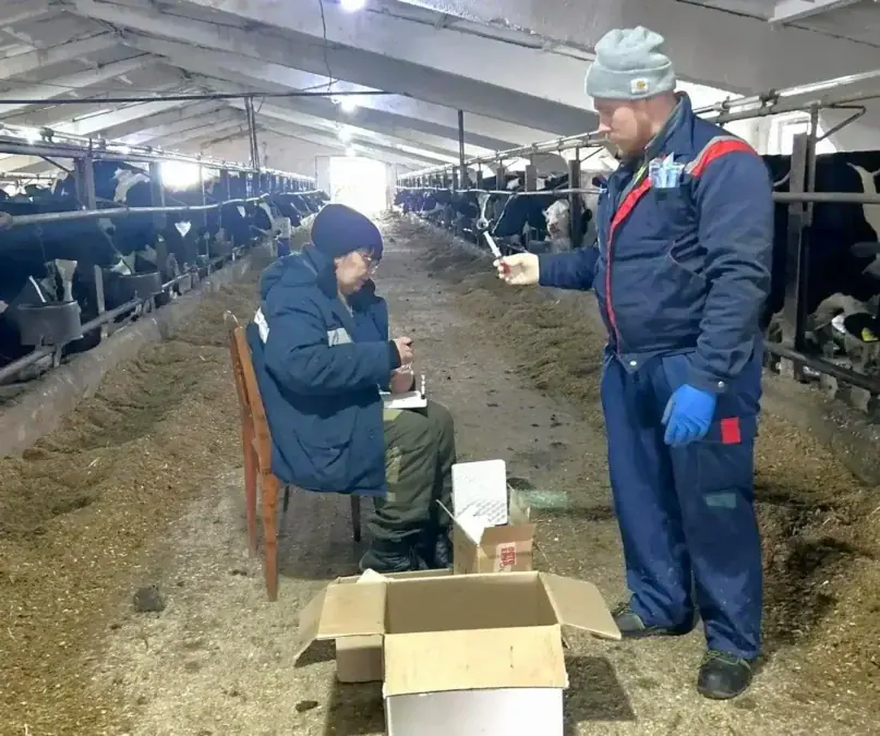 Два специалиста работают с пробирками и коробками в проходе коровника.