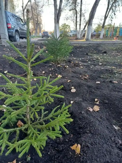 Молодая ель высажена в перекопанной земле вдоль дворовой дороги.