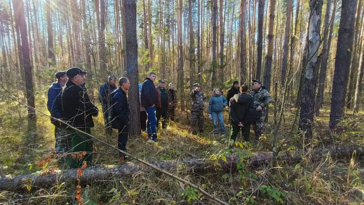 Группа специалистов осматривает участок соснового леса среди поваленных ветвей.