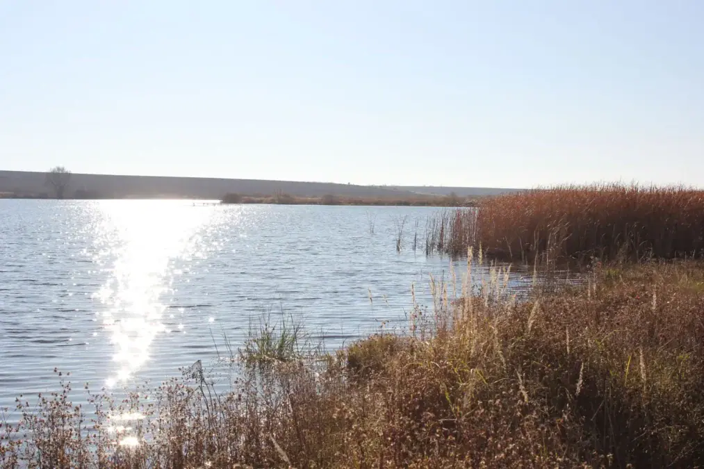 Берег водоёма с камышом и спокойной водной поверхностью.