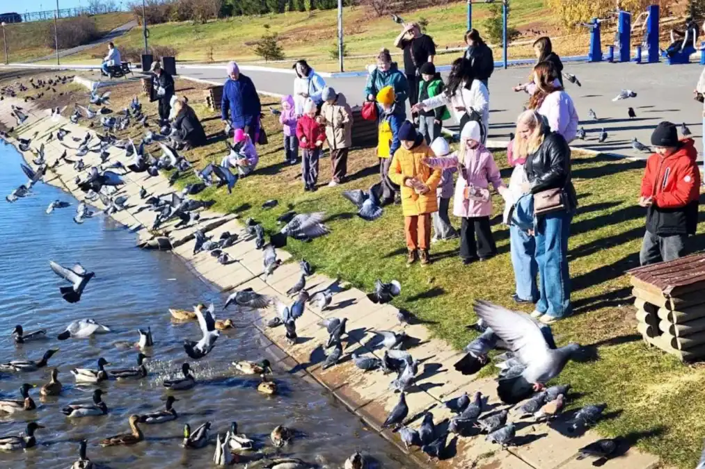 Взрослые и дети кормят уток и голубей у берега водоёма.