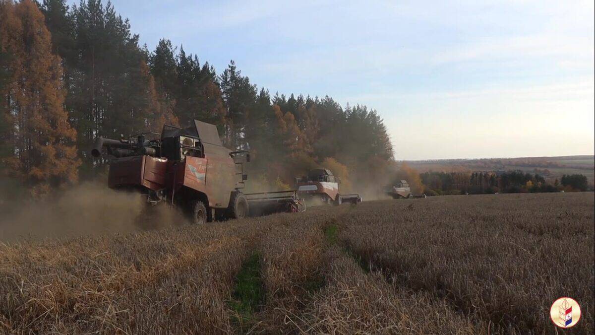 Несколько комбайнов убирают зерновые на поле возле осеннего леса.