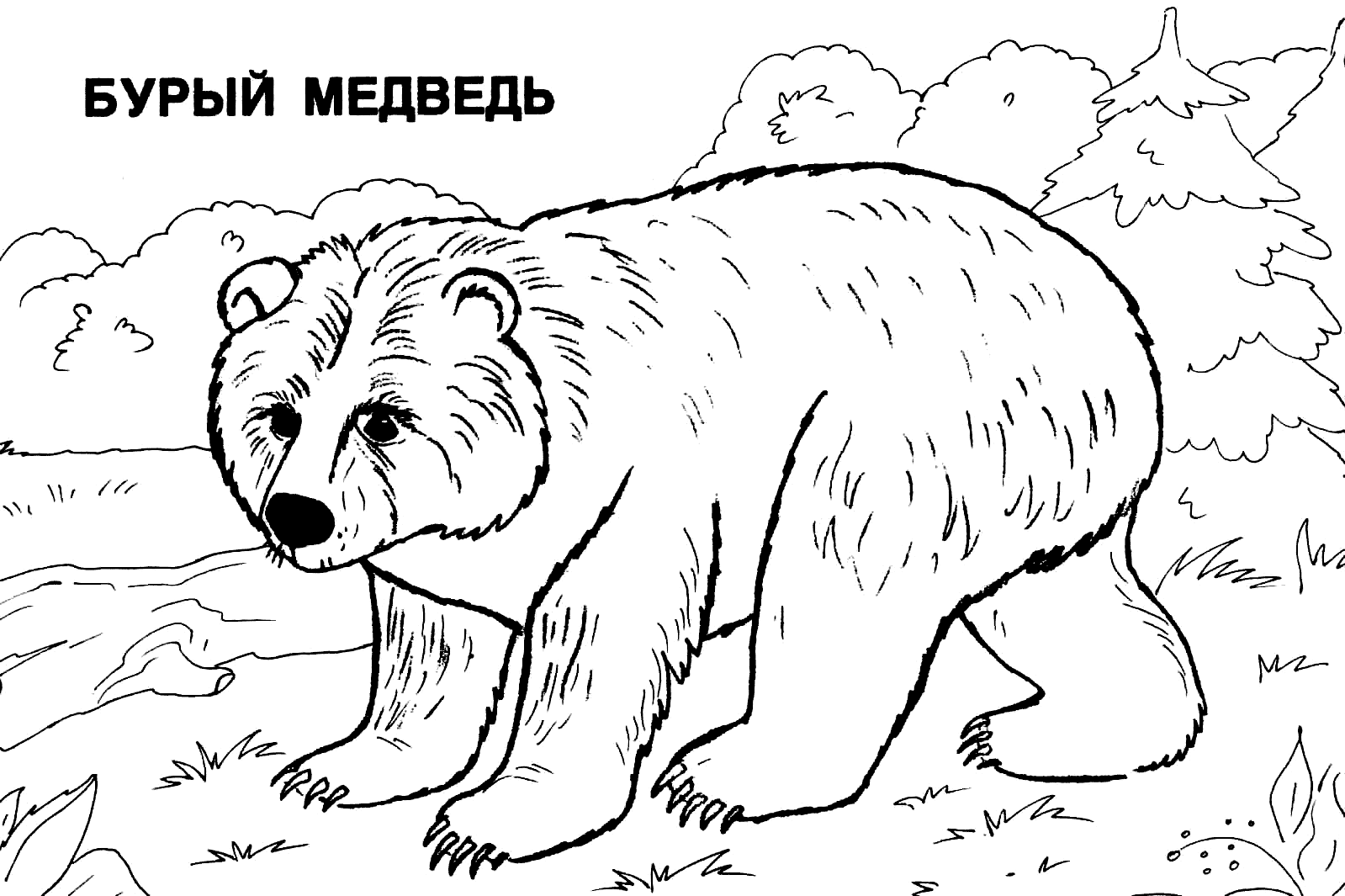 Бурый медведь