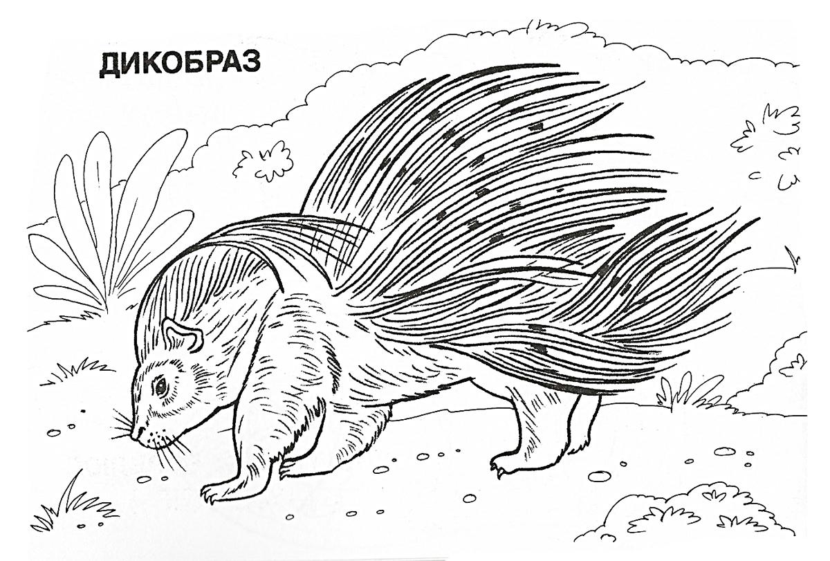 Дикобраз 2