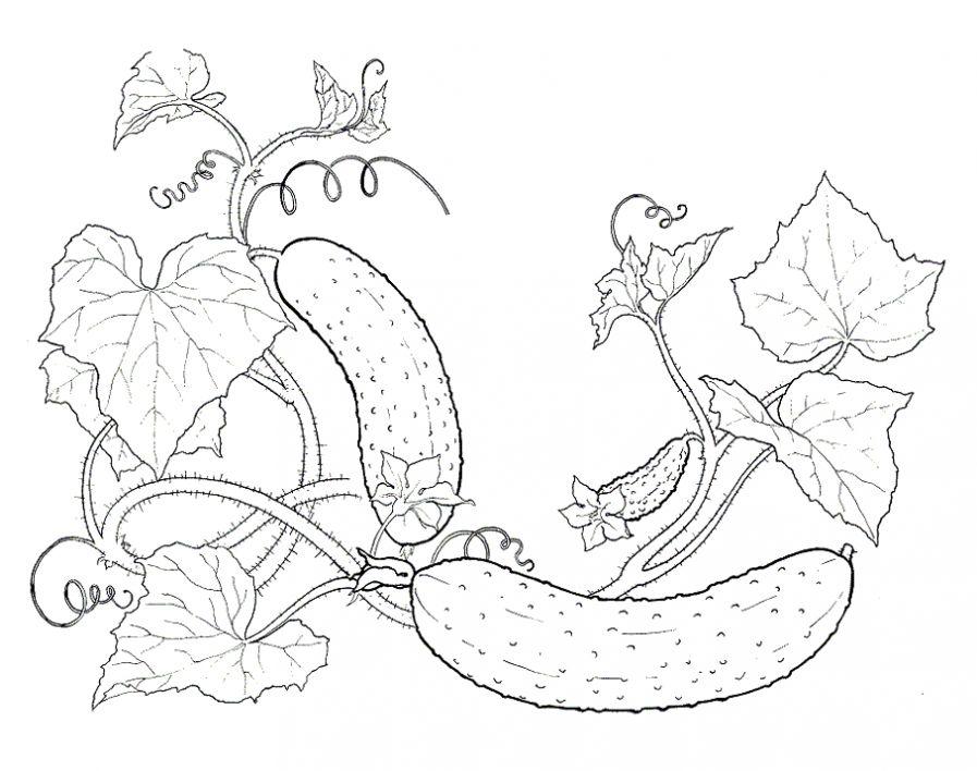 Домашние огурчики