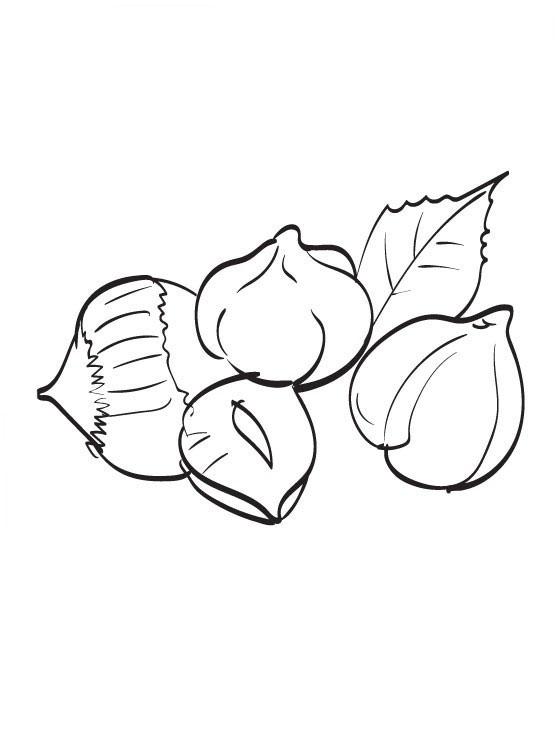 Фундук