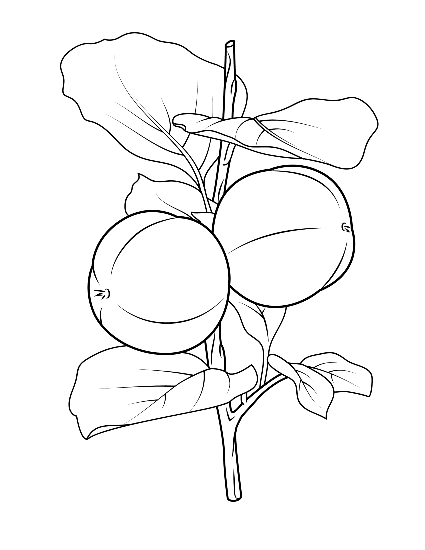 Хурма на ветке