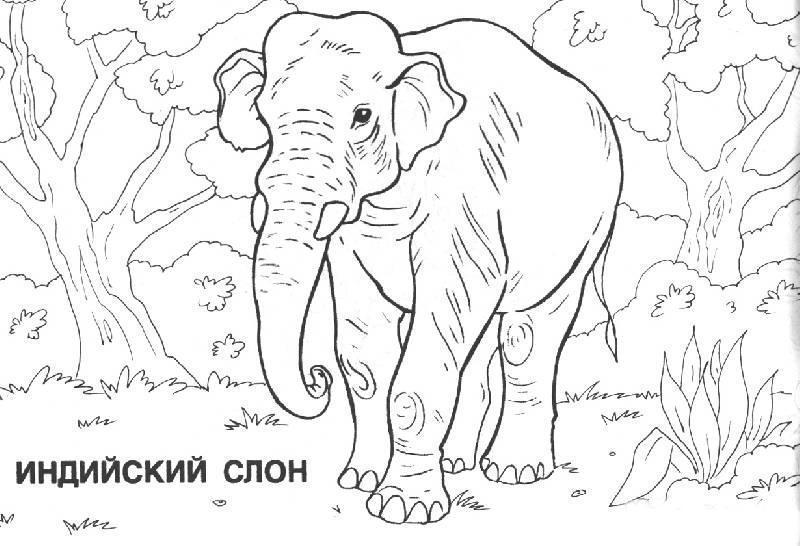 Индийский слон