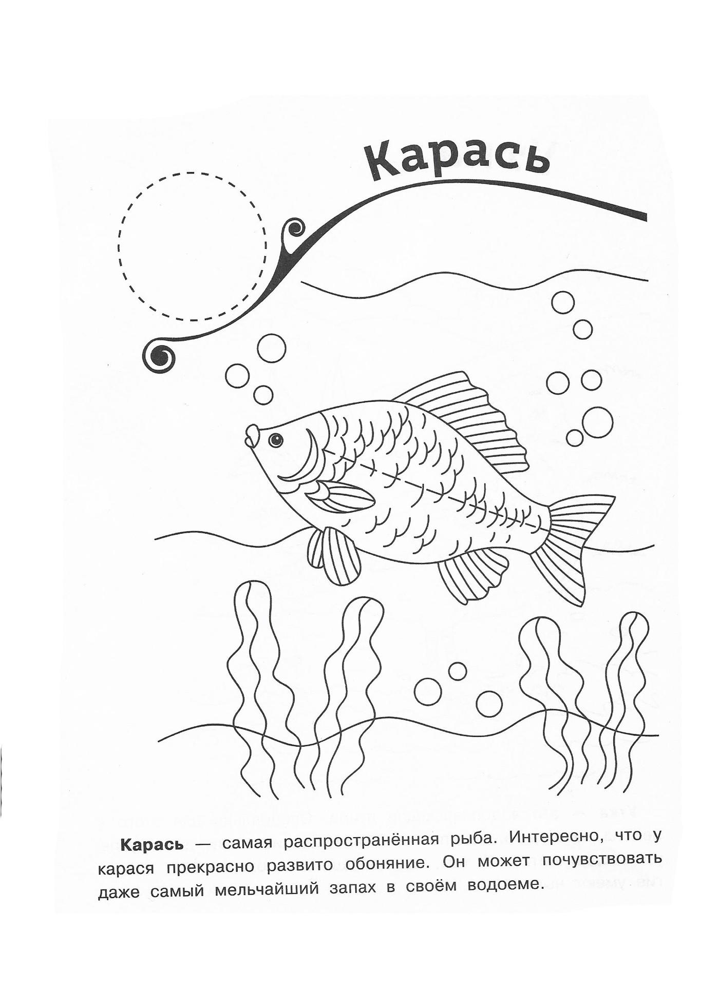 Карась