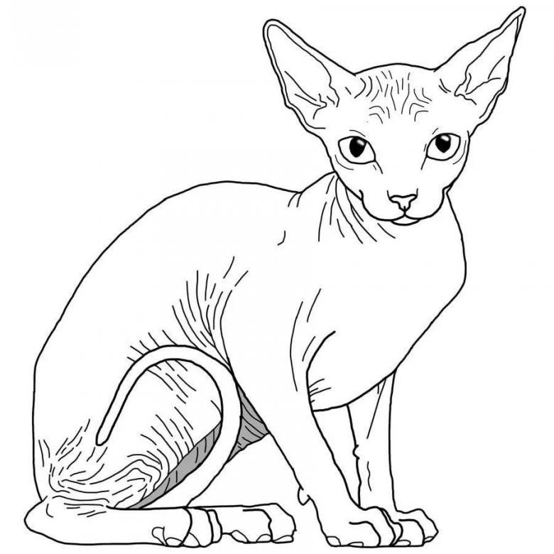 кошка сфинкс 2