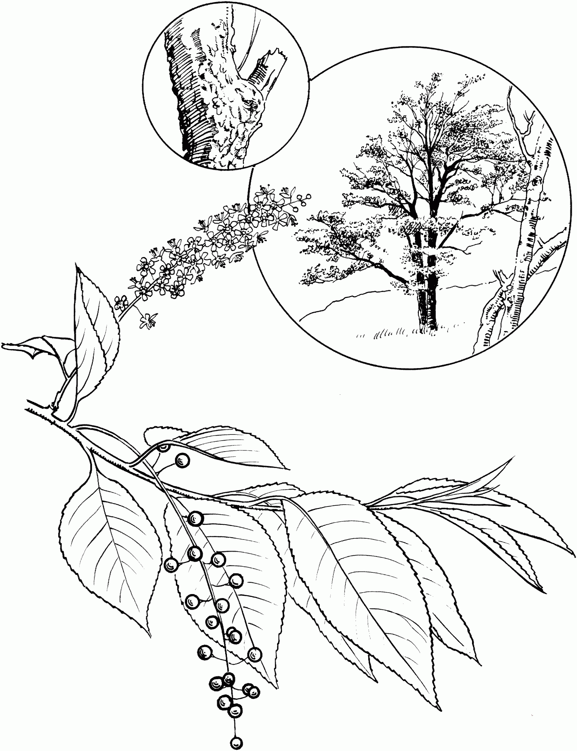 Кустарник черемуха