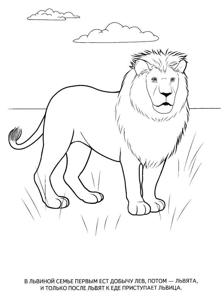 Лев