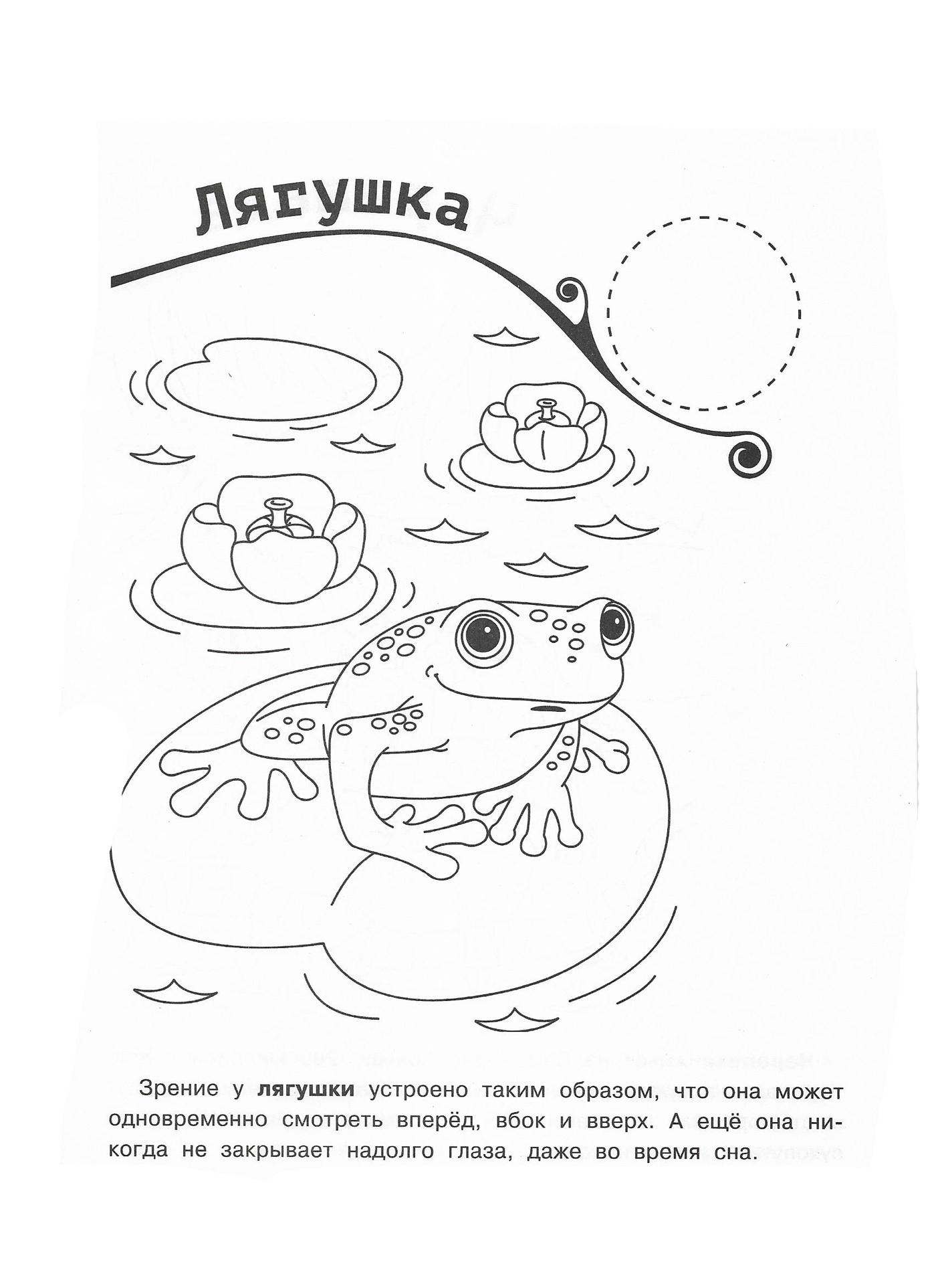 Лягушка 2