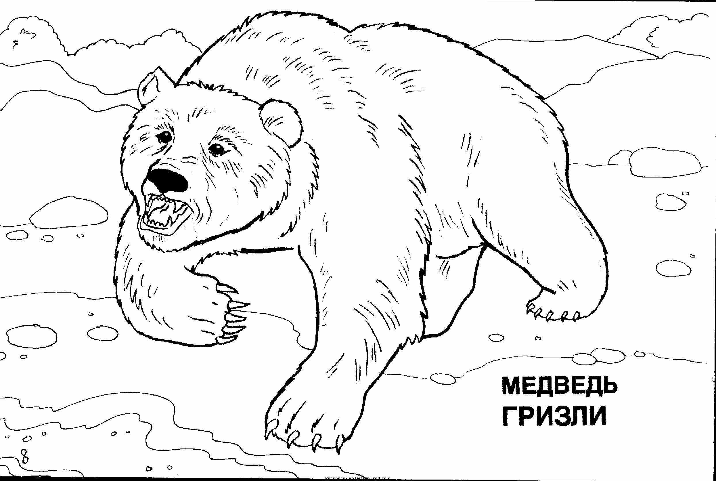 Медведь гризли