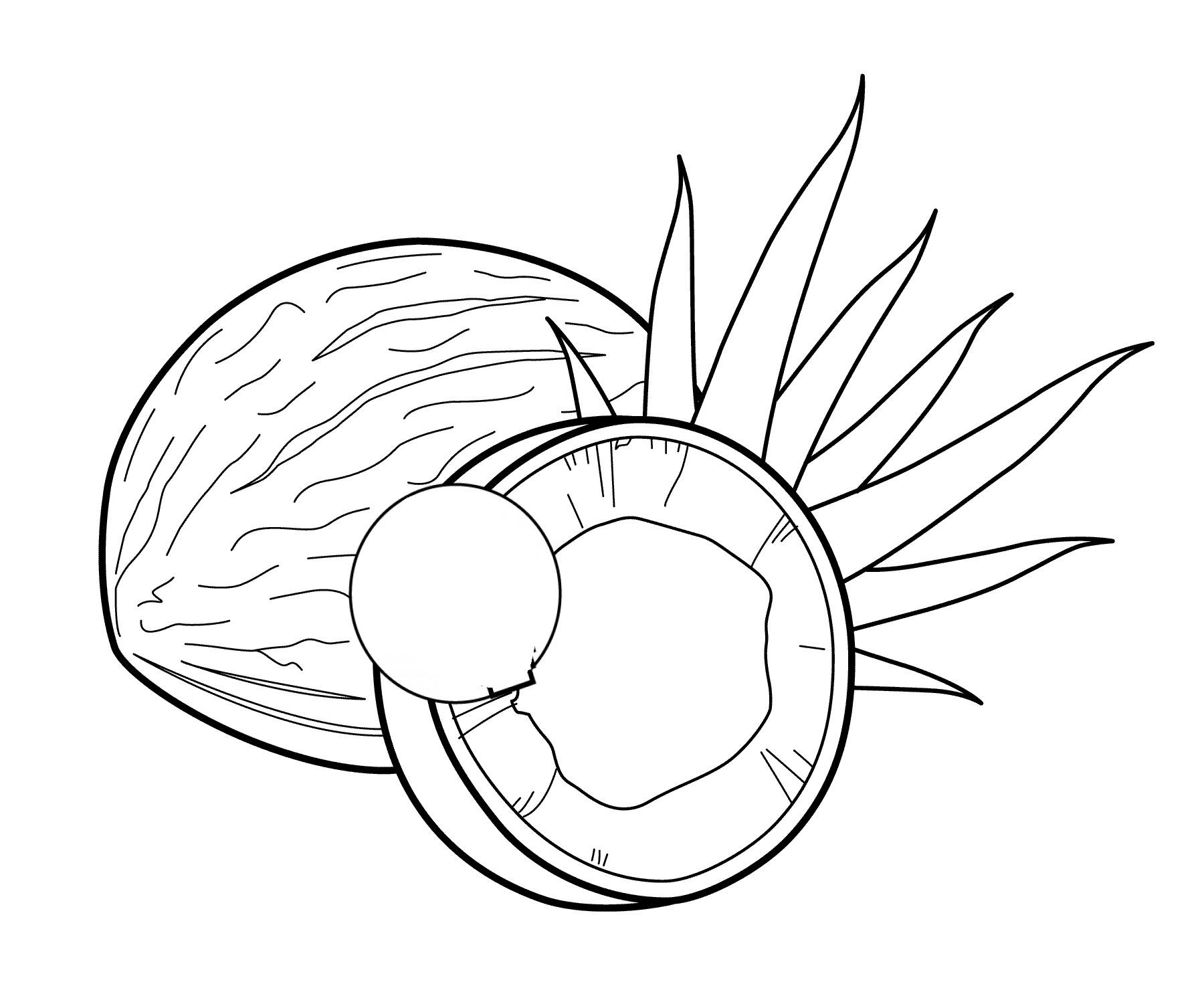 Мякоть кокоса