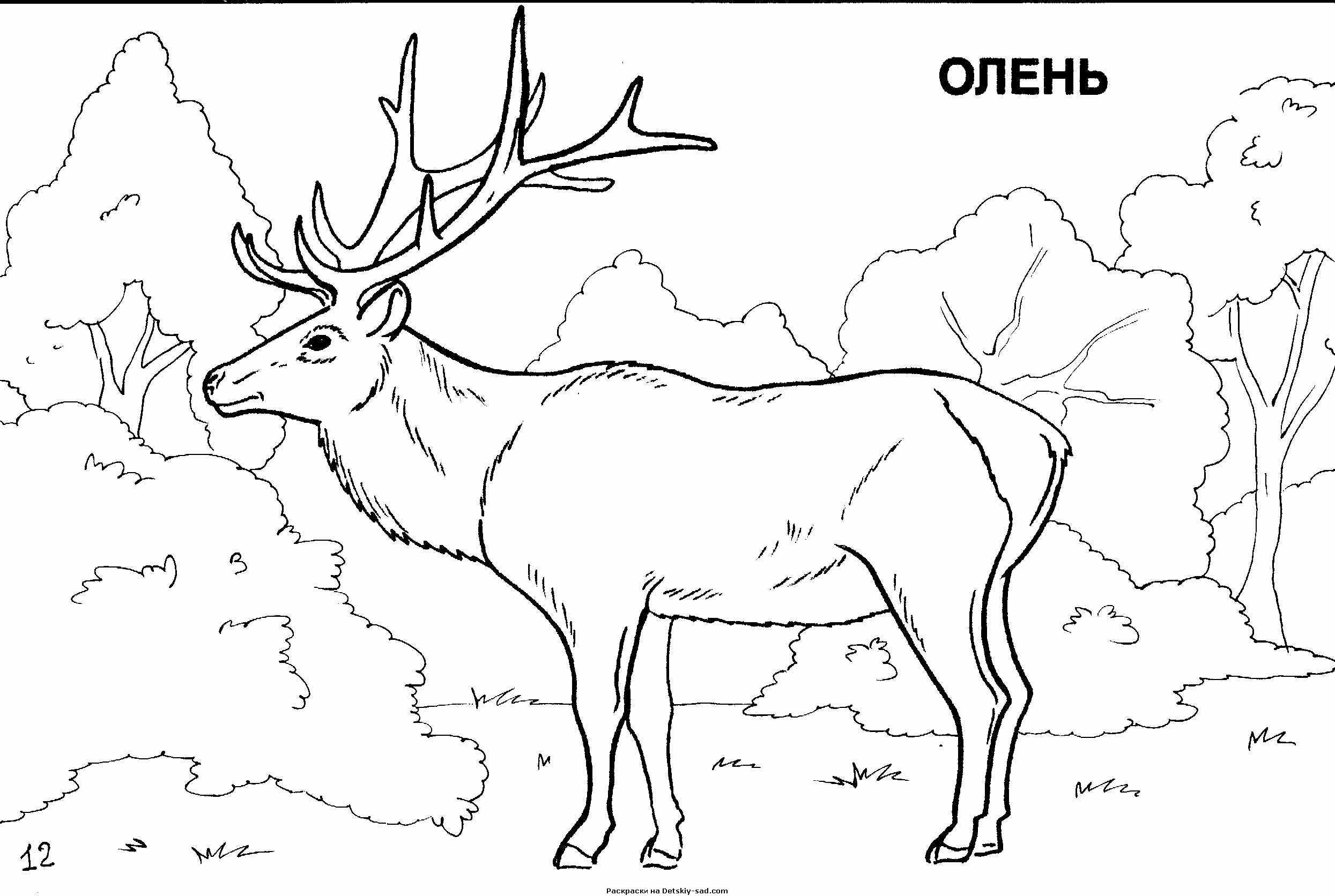 Олень