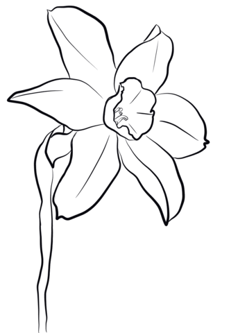 Олин нарцисс