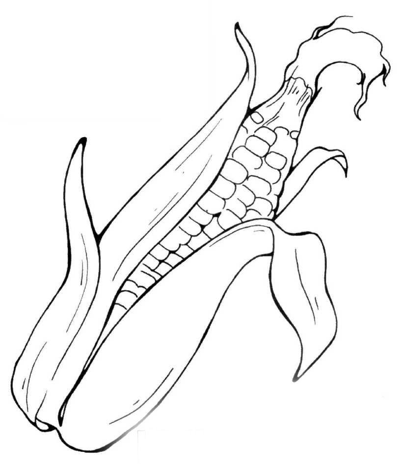 Овощ кукуруза