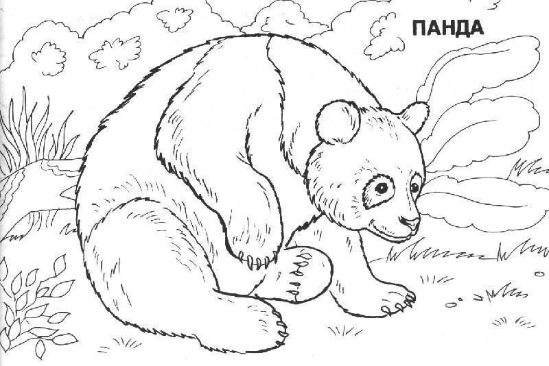 Панда 2