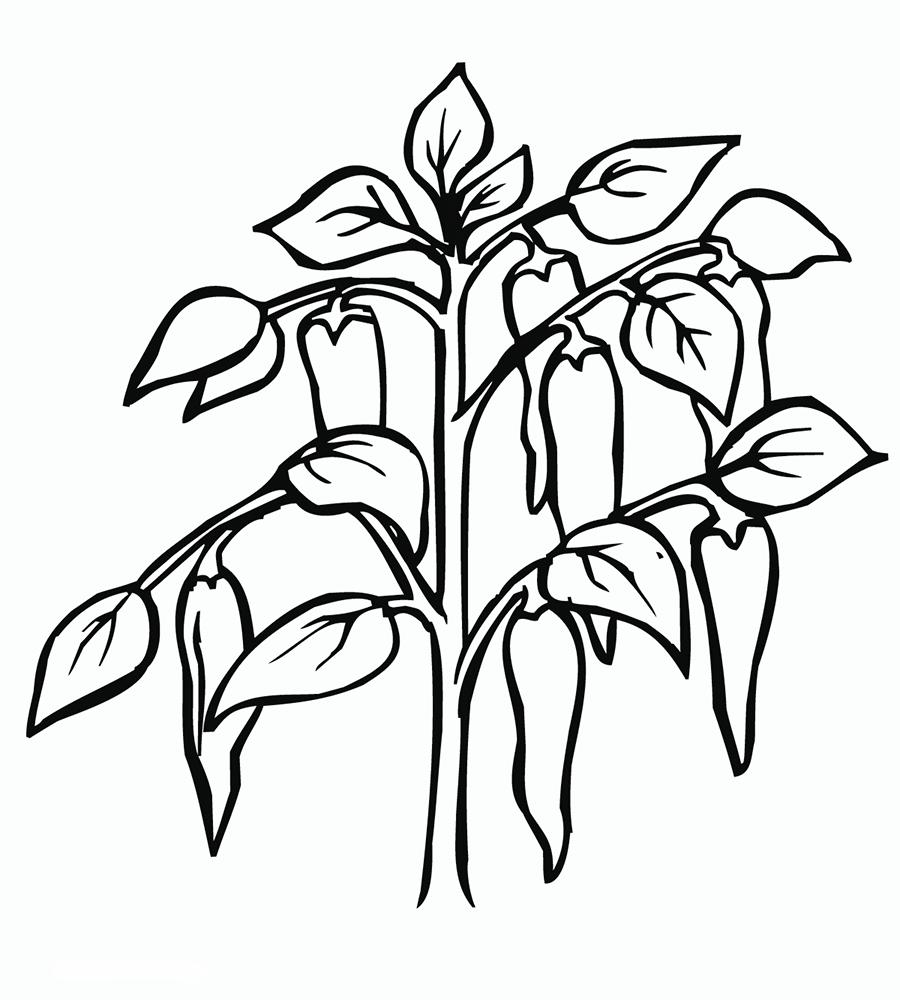 Перец на кустике