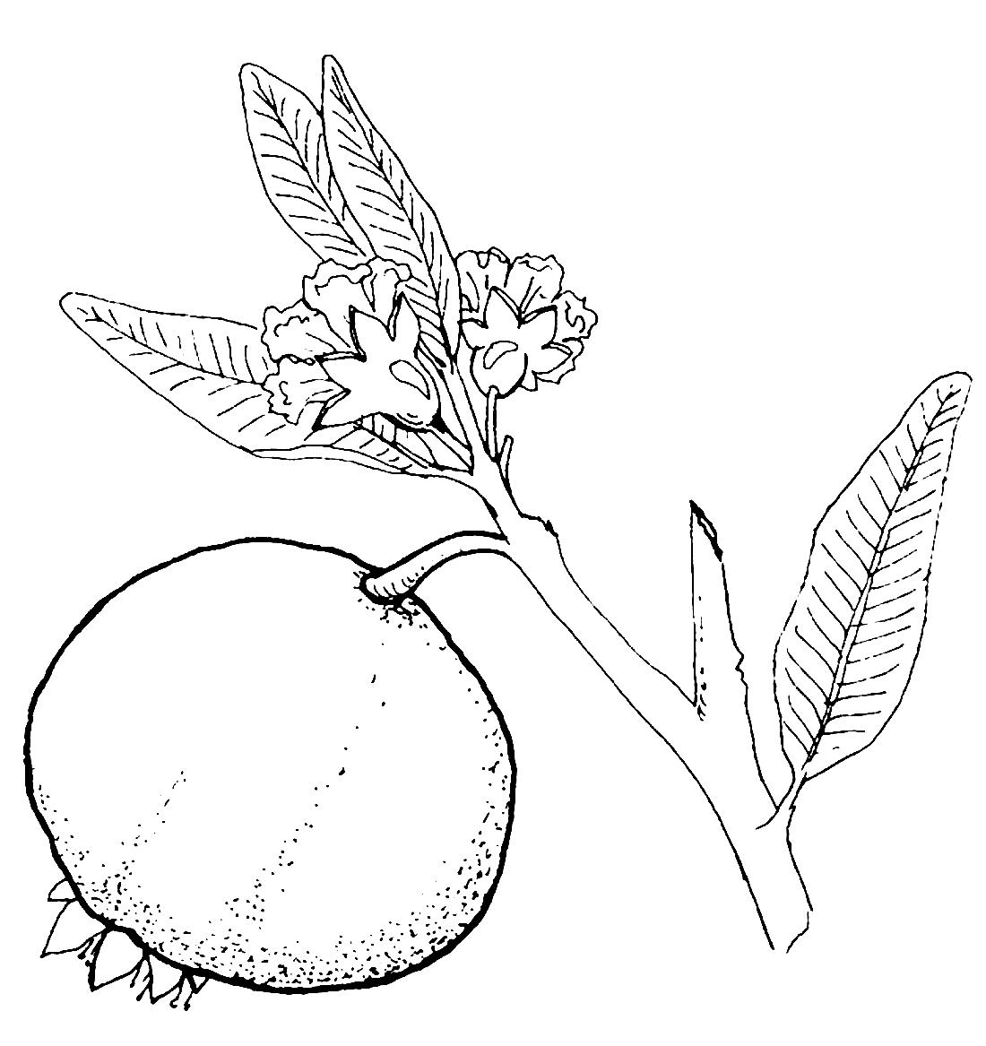 Плод граната