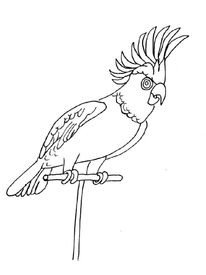 Попугай с хохолком