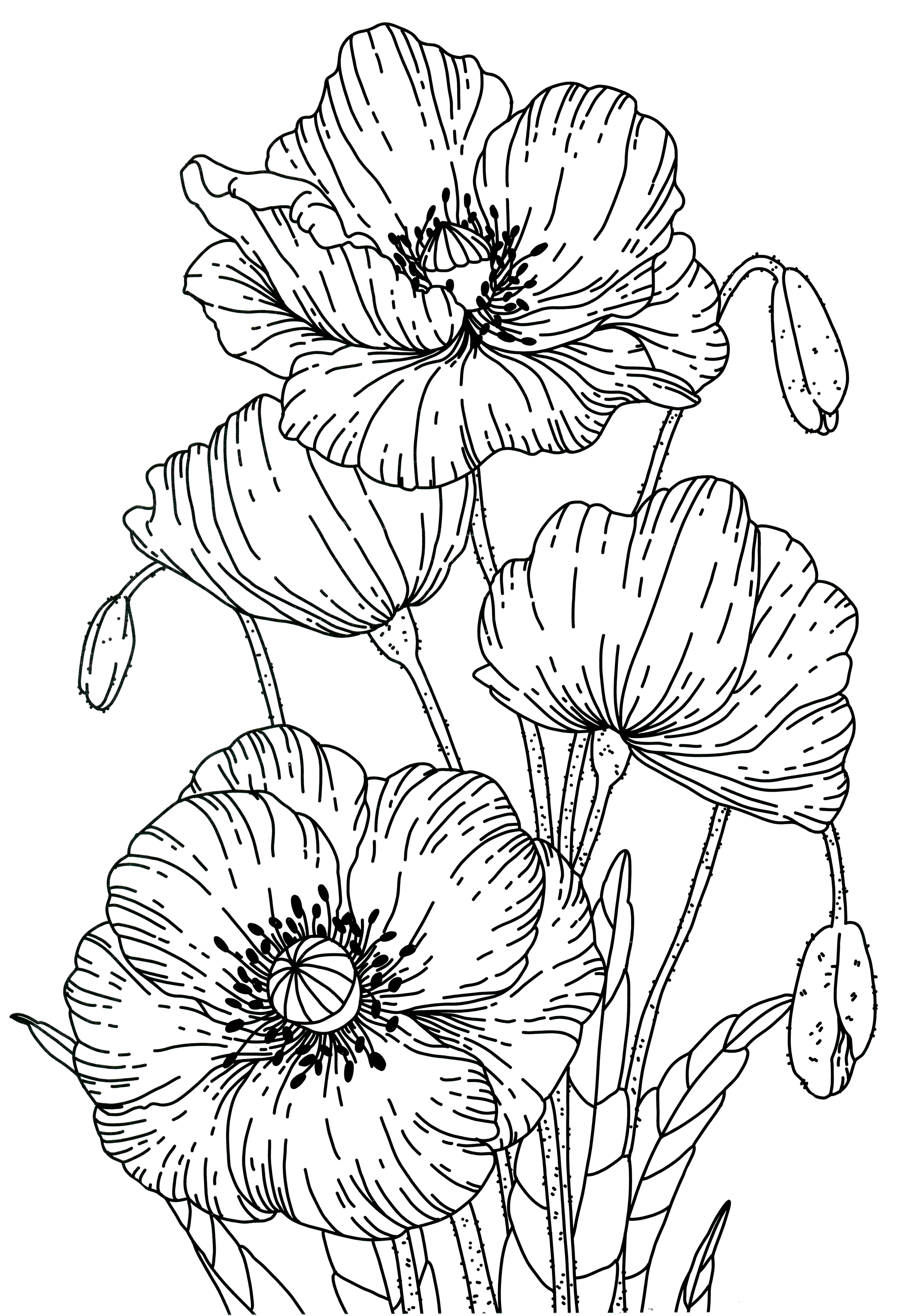 Раскраска Алый мак