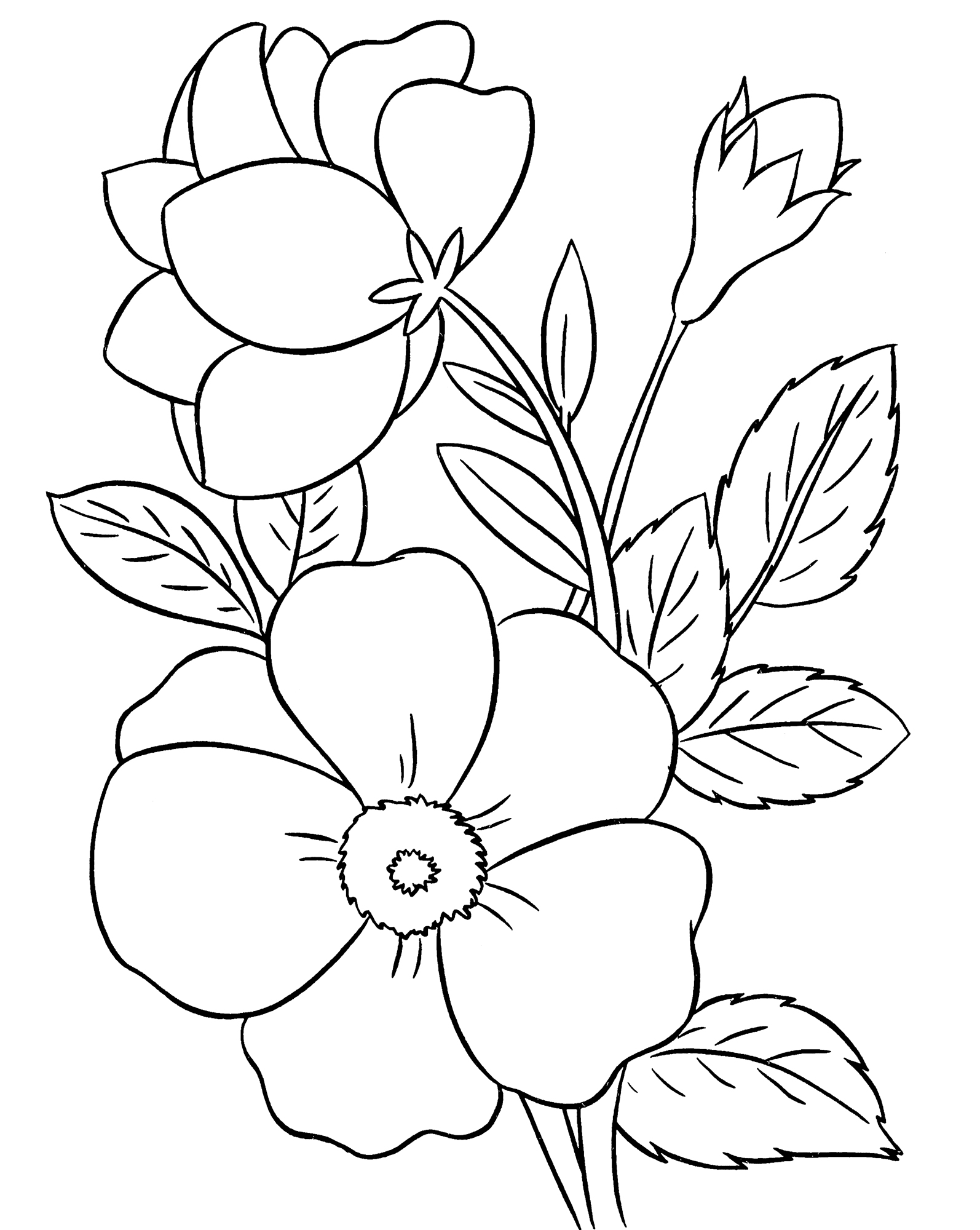 Раскраска Алый цветочек