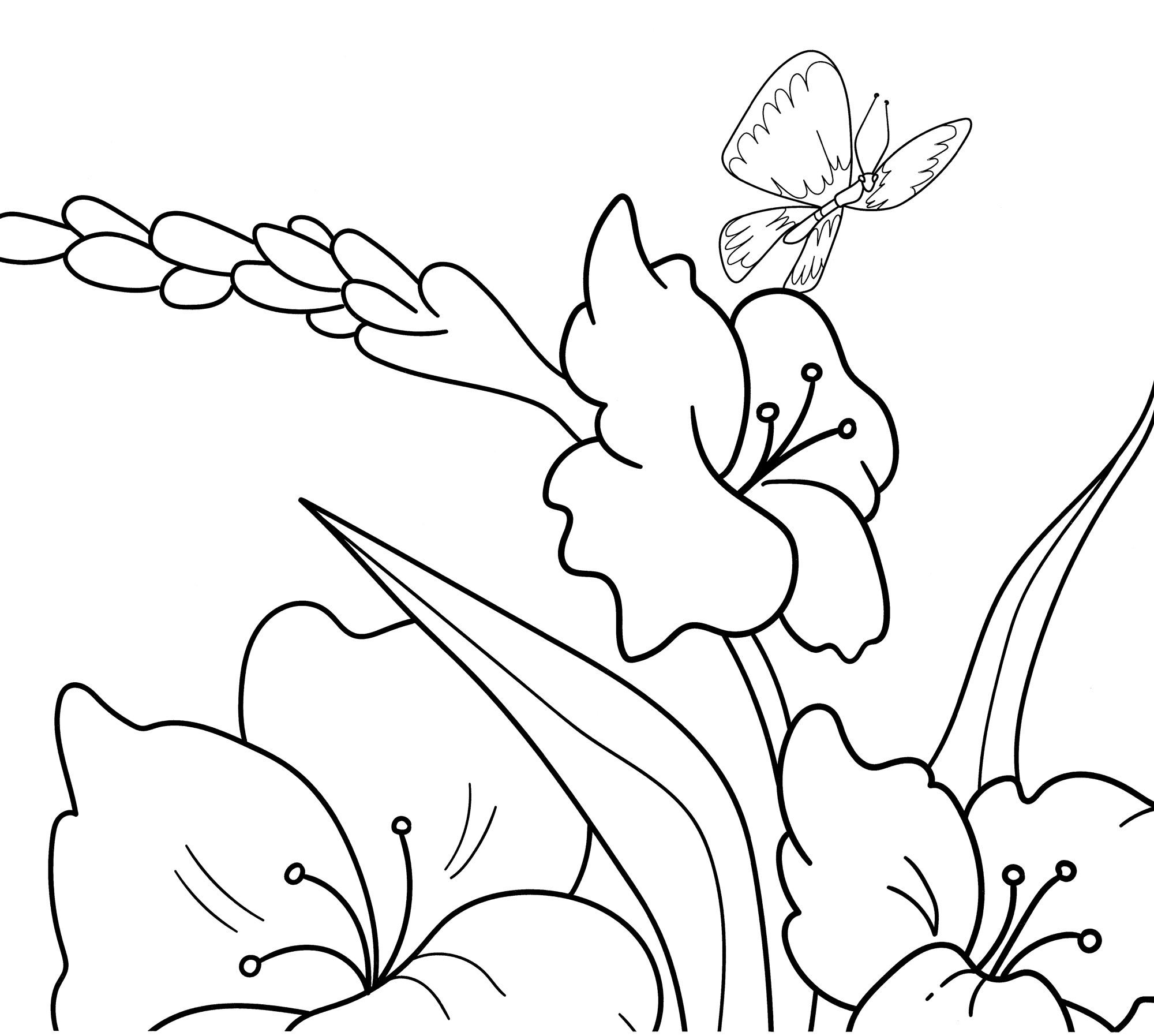 Раскраска Бабочка на гладиолусе