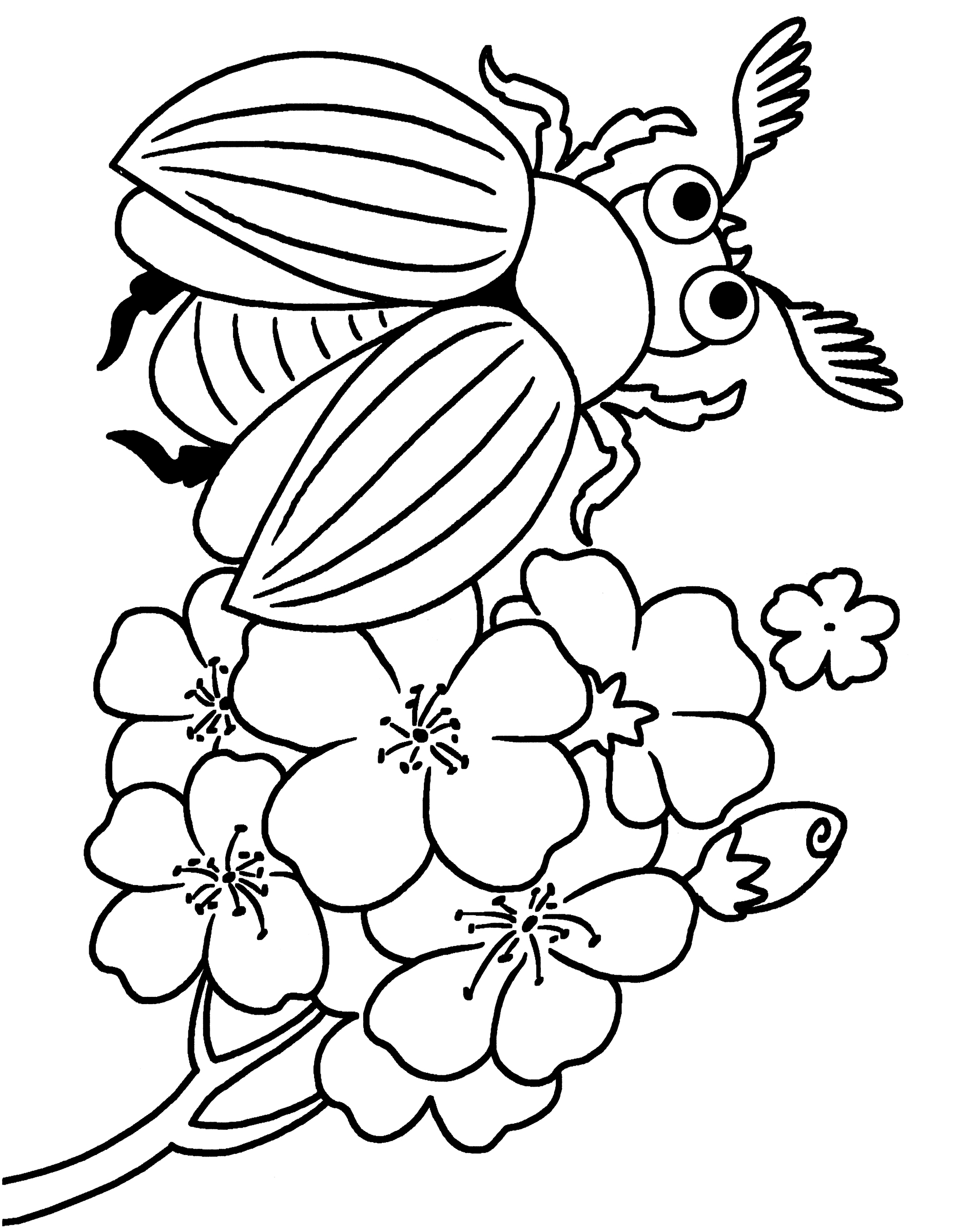 Раскраска Большой майский жук