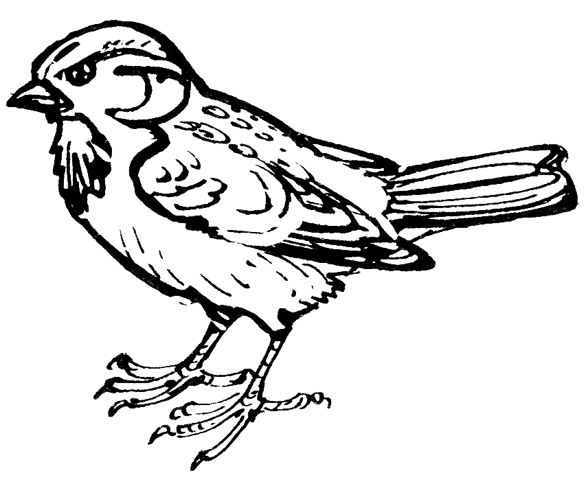 Раскраска Бойкий воробей