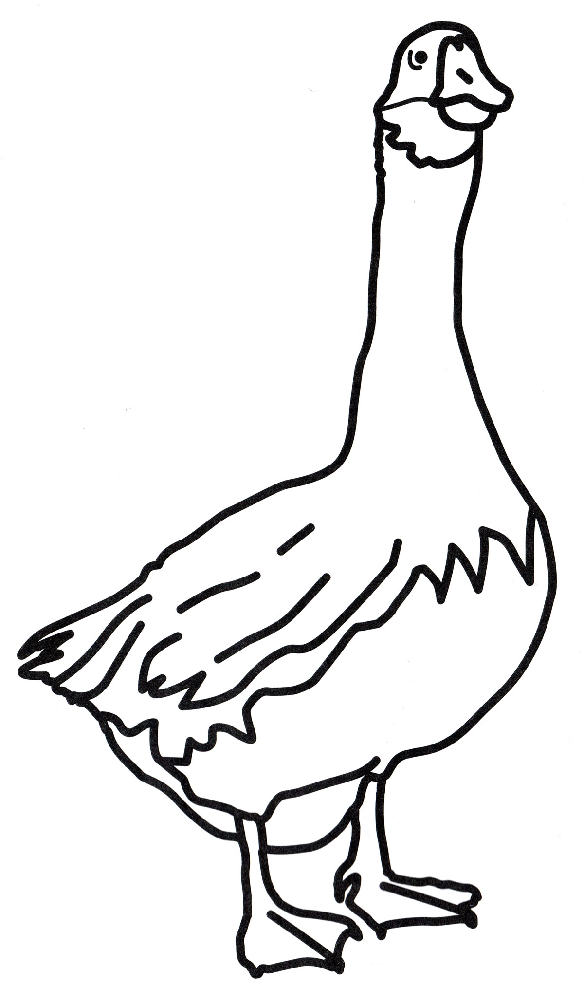 Раскраска Домашний гусь