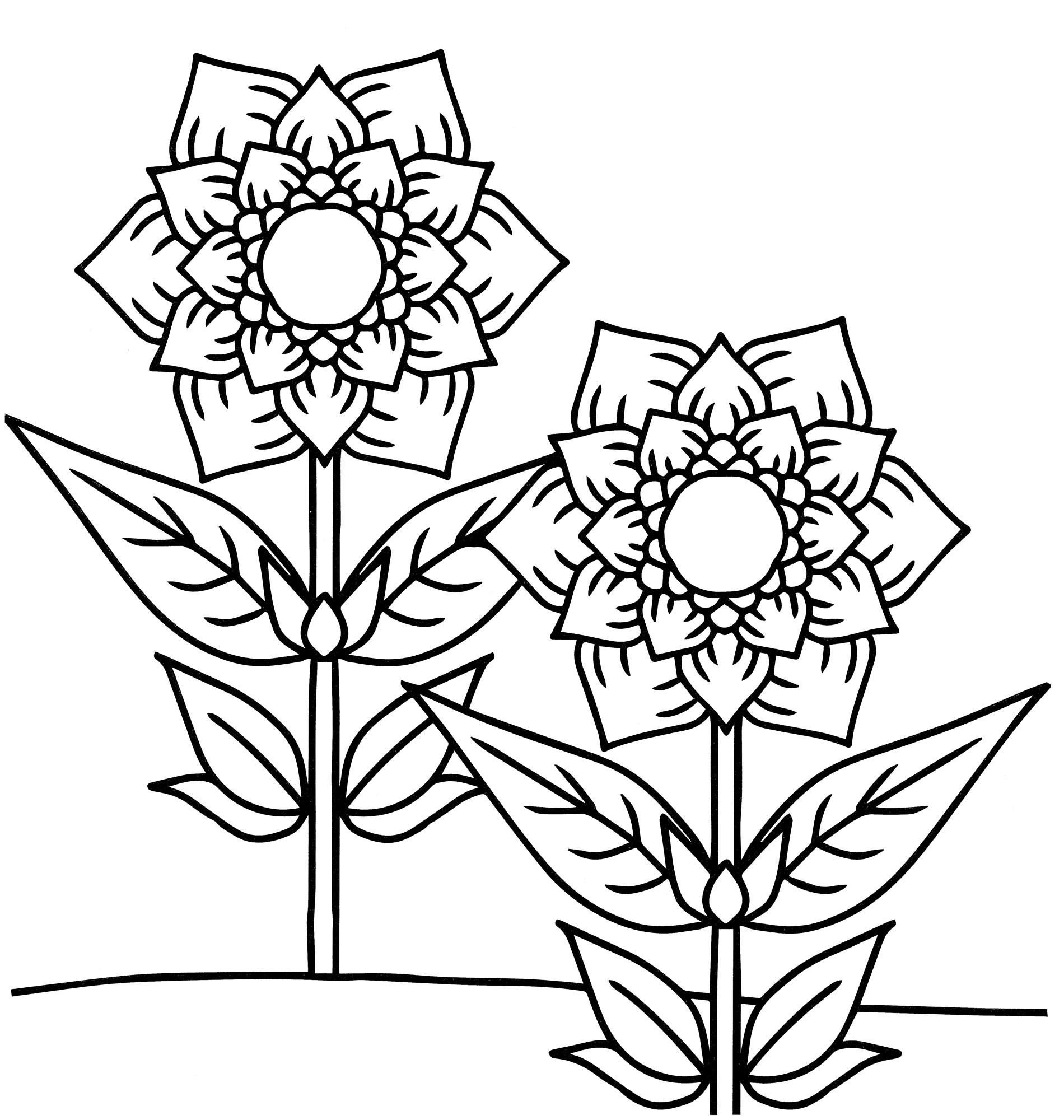 Раскраска Два пышных цветочка