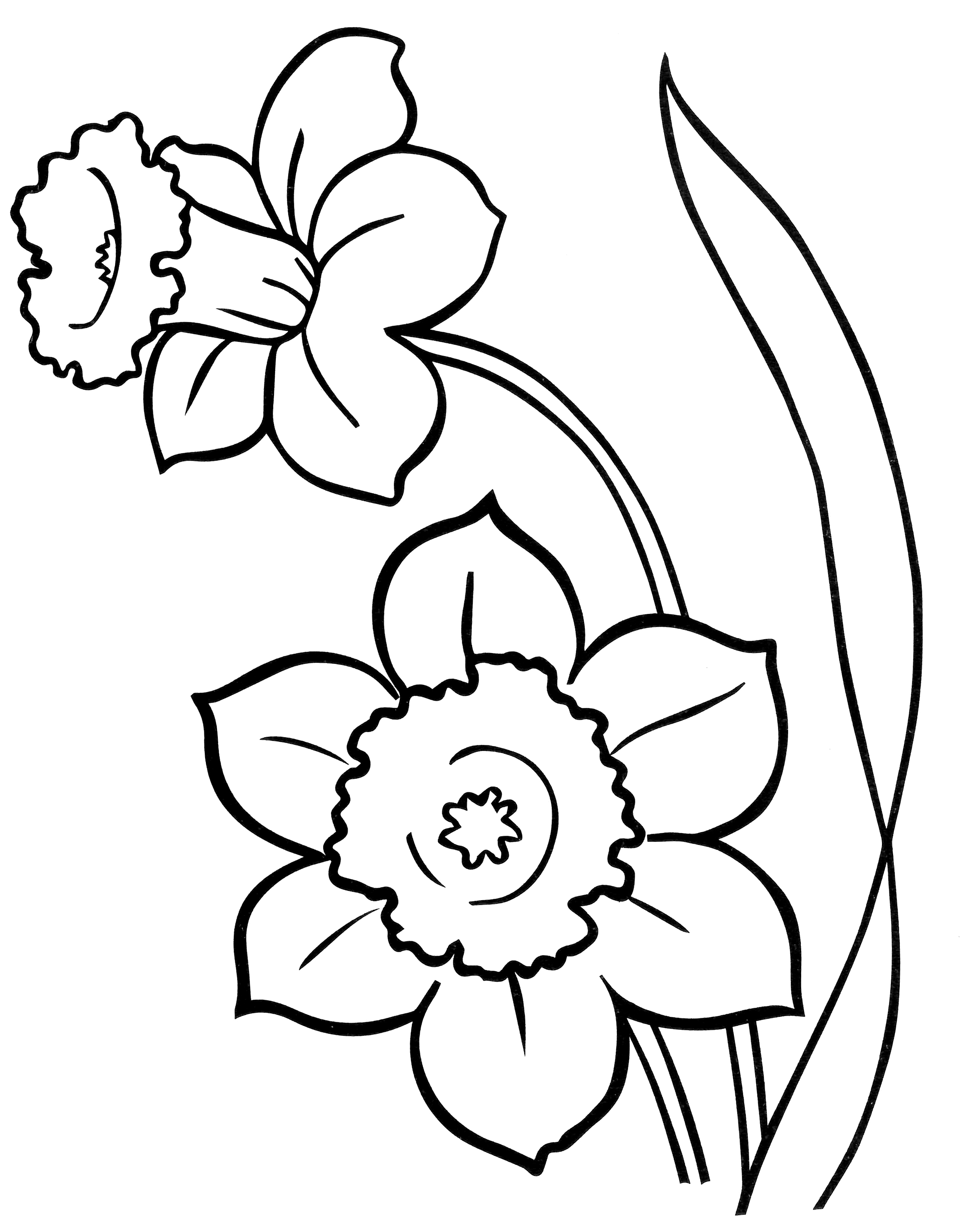 Раскраска Два цветка нарцисса