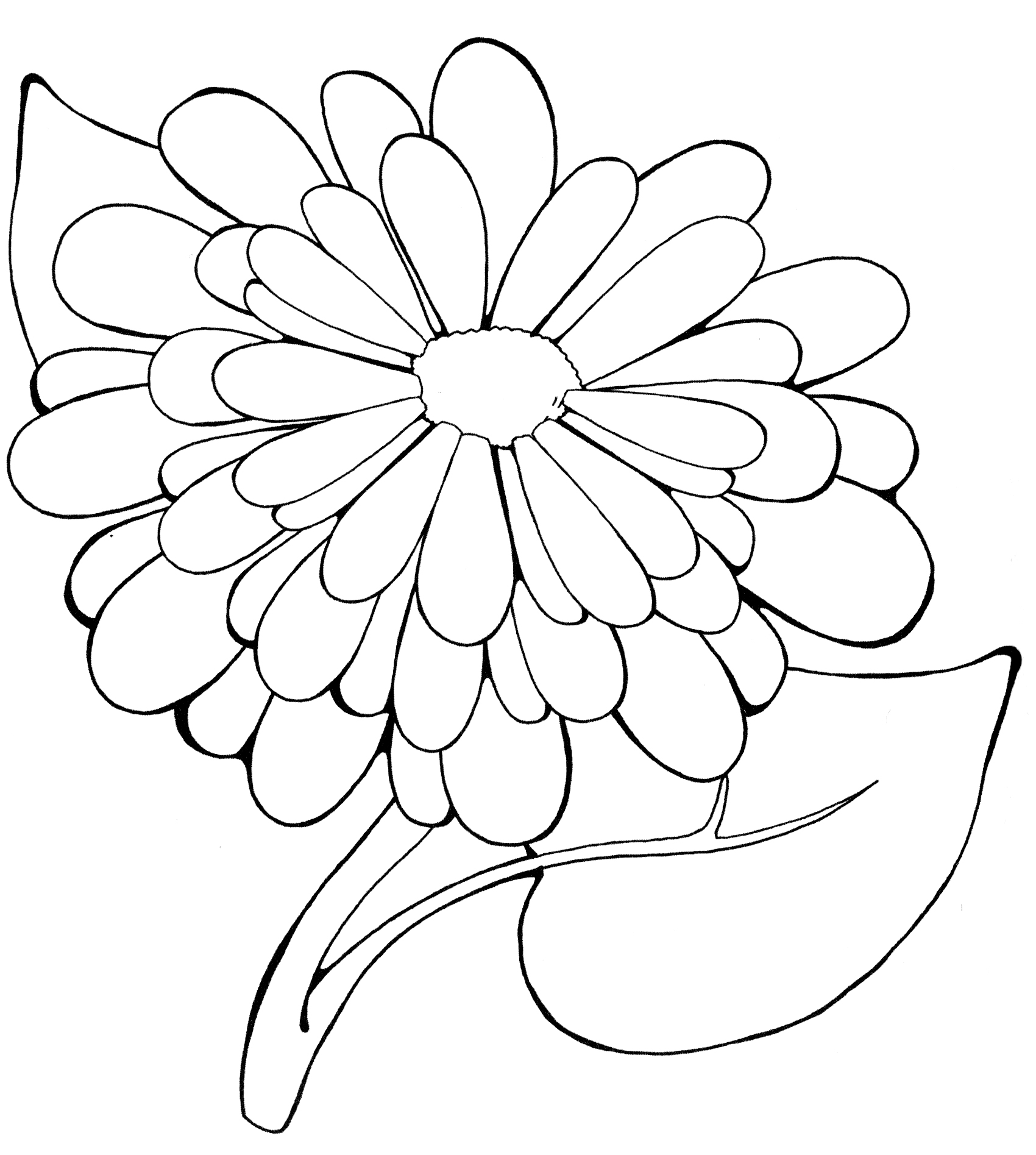 Раскраска Календула