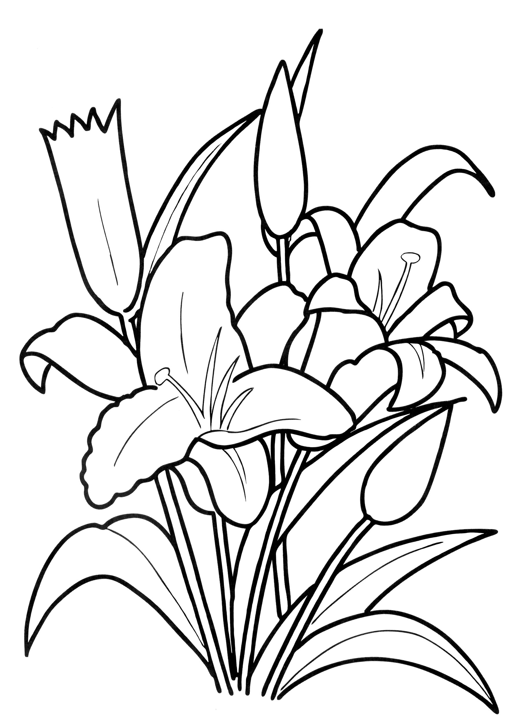 Раскраска Красивая лилия