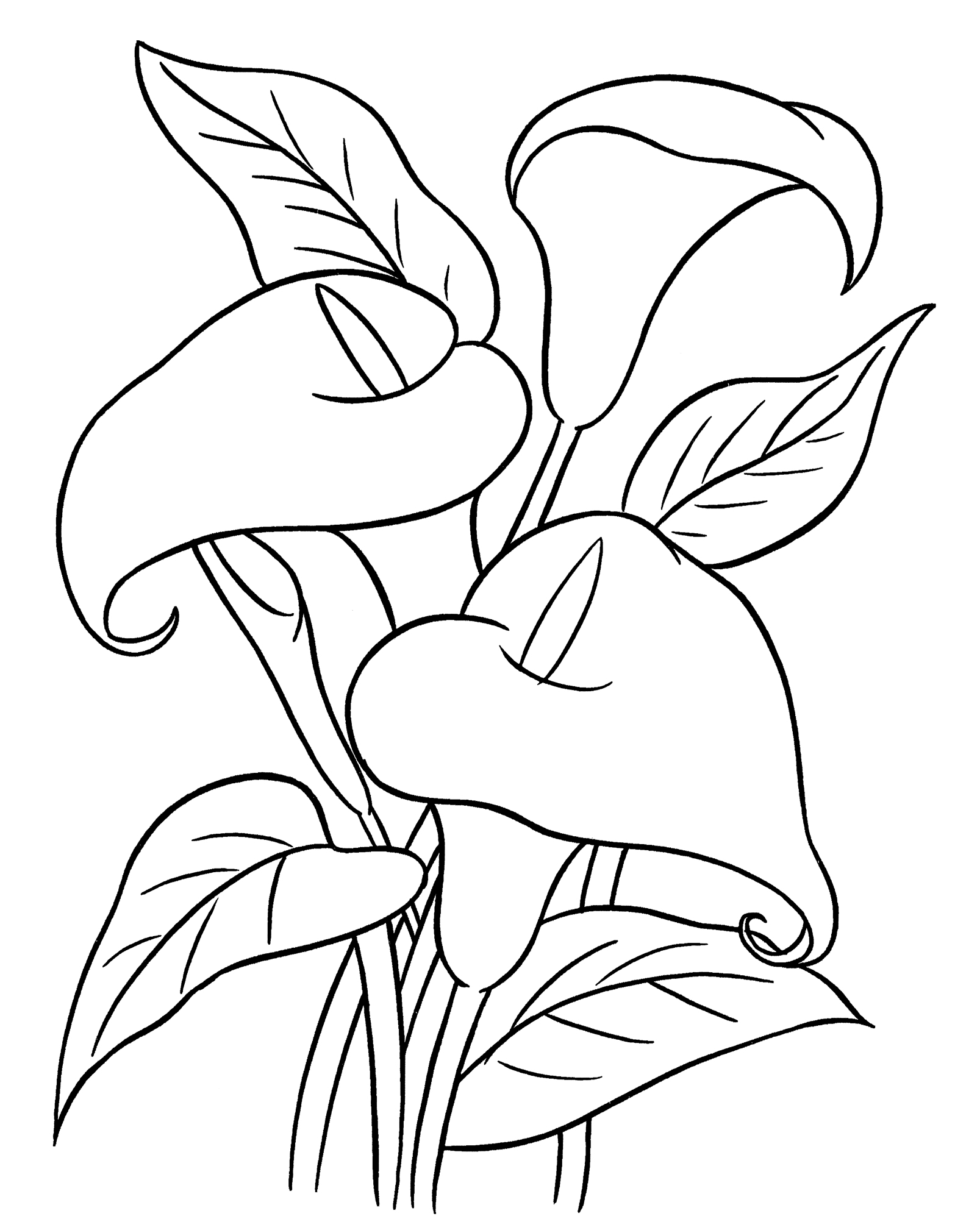 Раскраска Красивые каллы