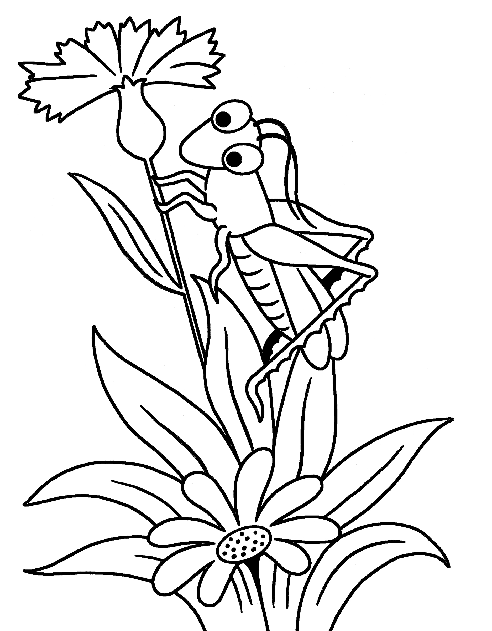 Раскраска Кузнечик смотрит на василек