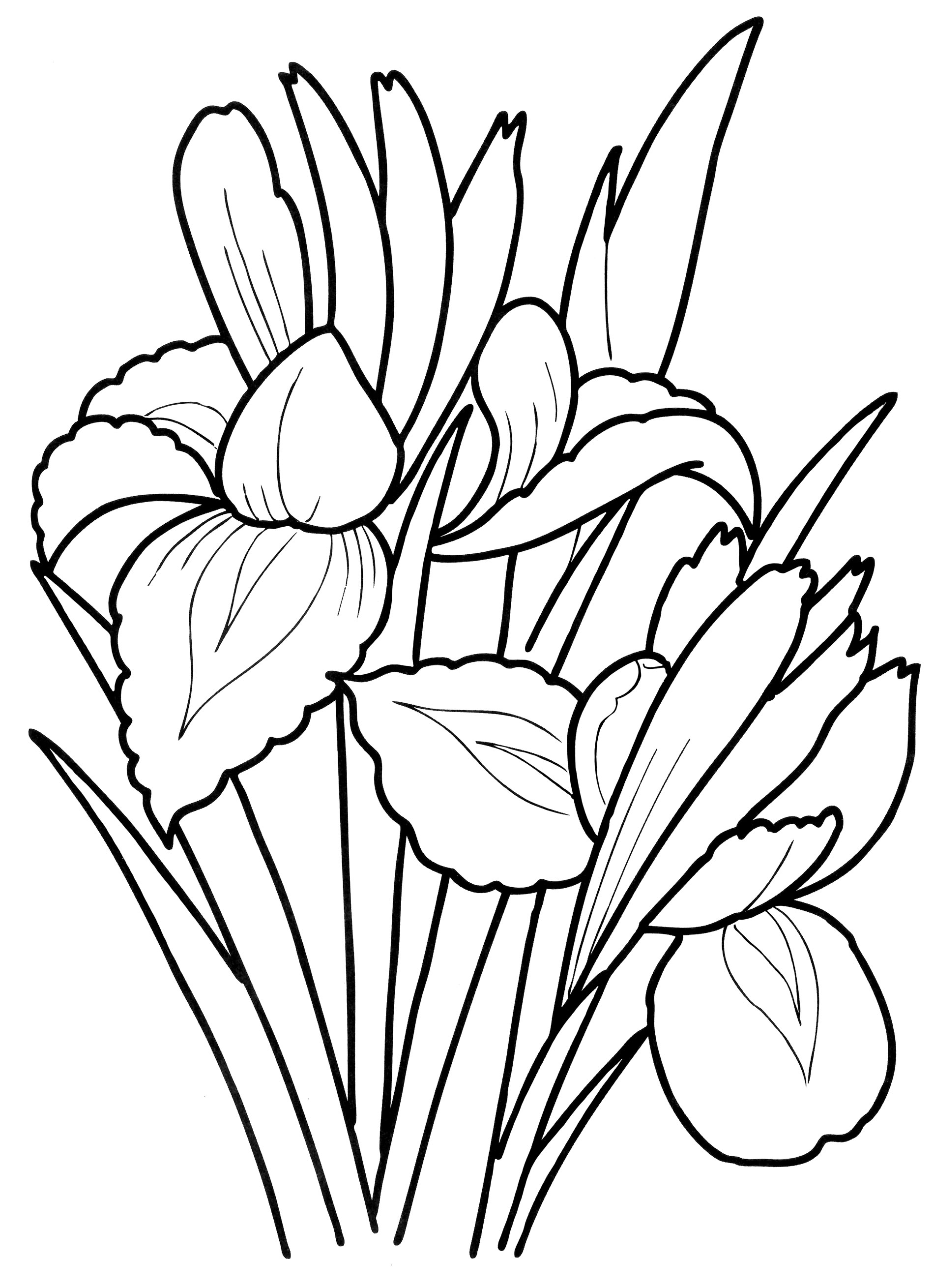 Раскраска Нежный ирис