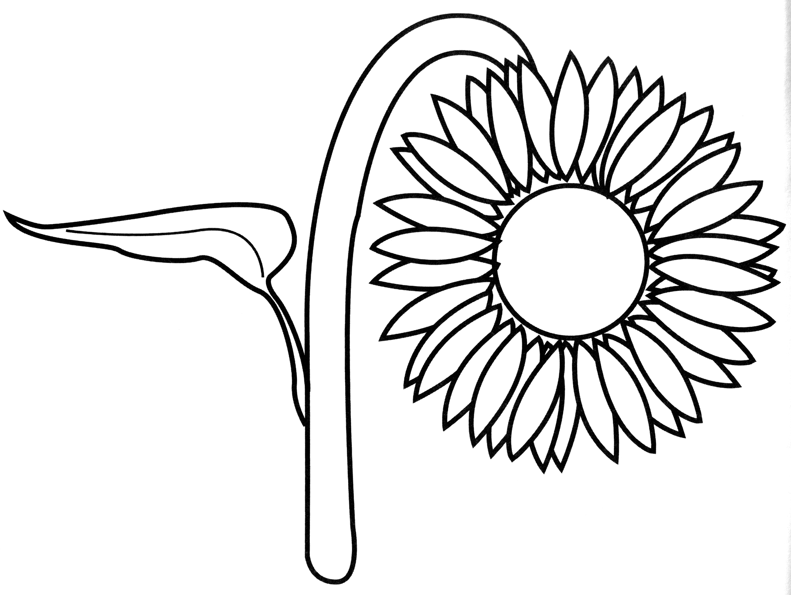 Раскраска Огромный подсолнух