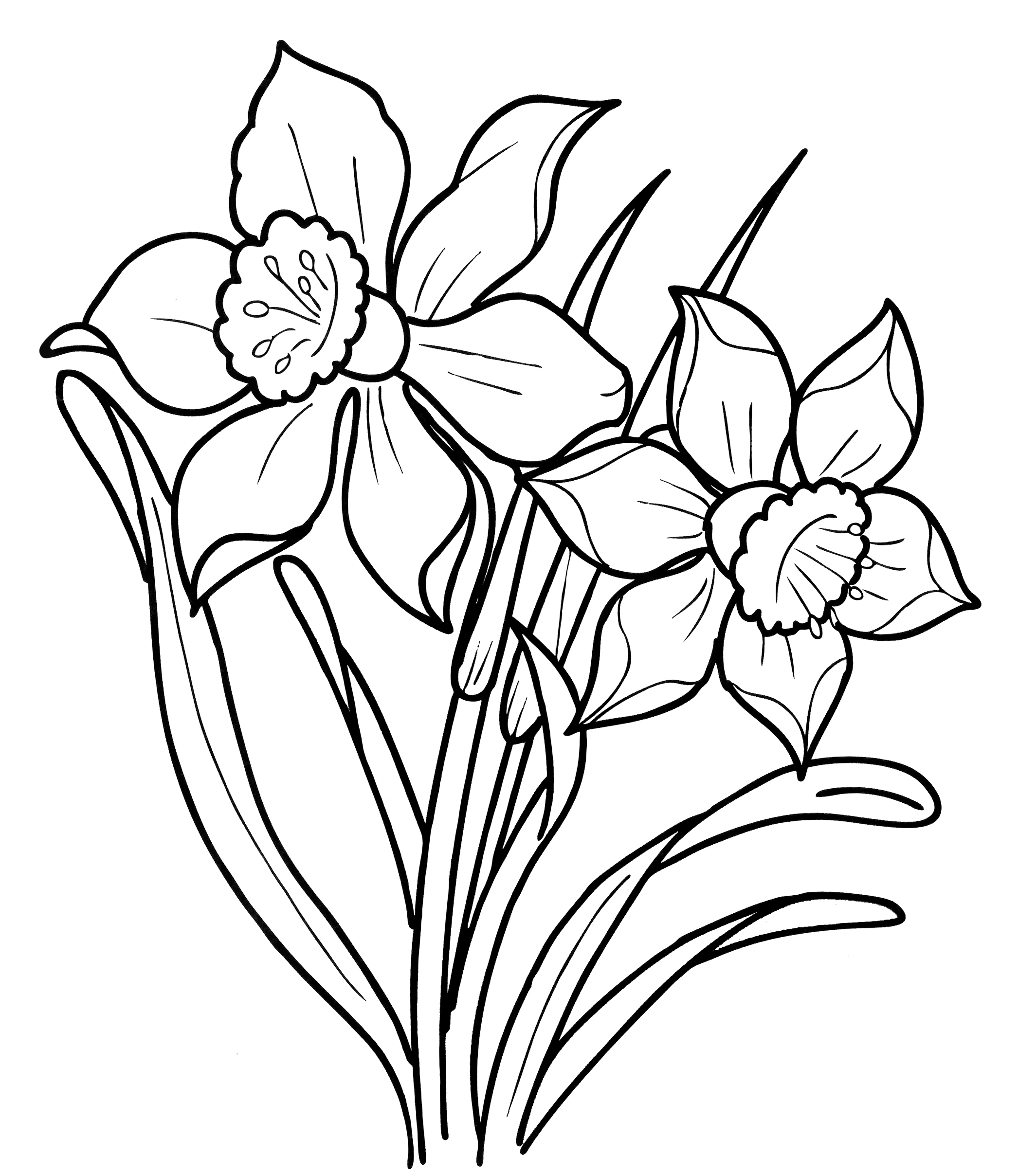 Раскраска Прекрасный нарцисс