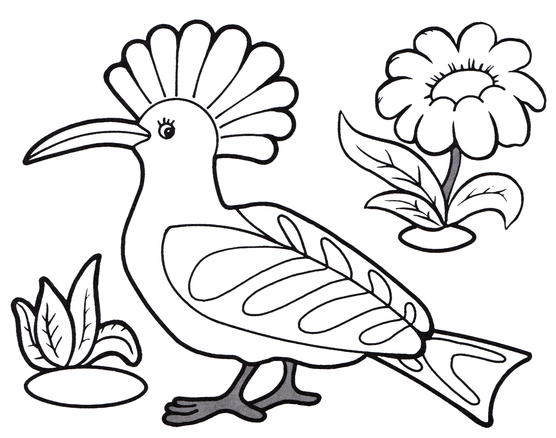 Раскраска Птица удод