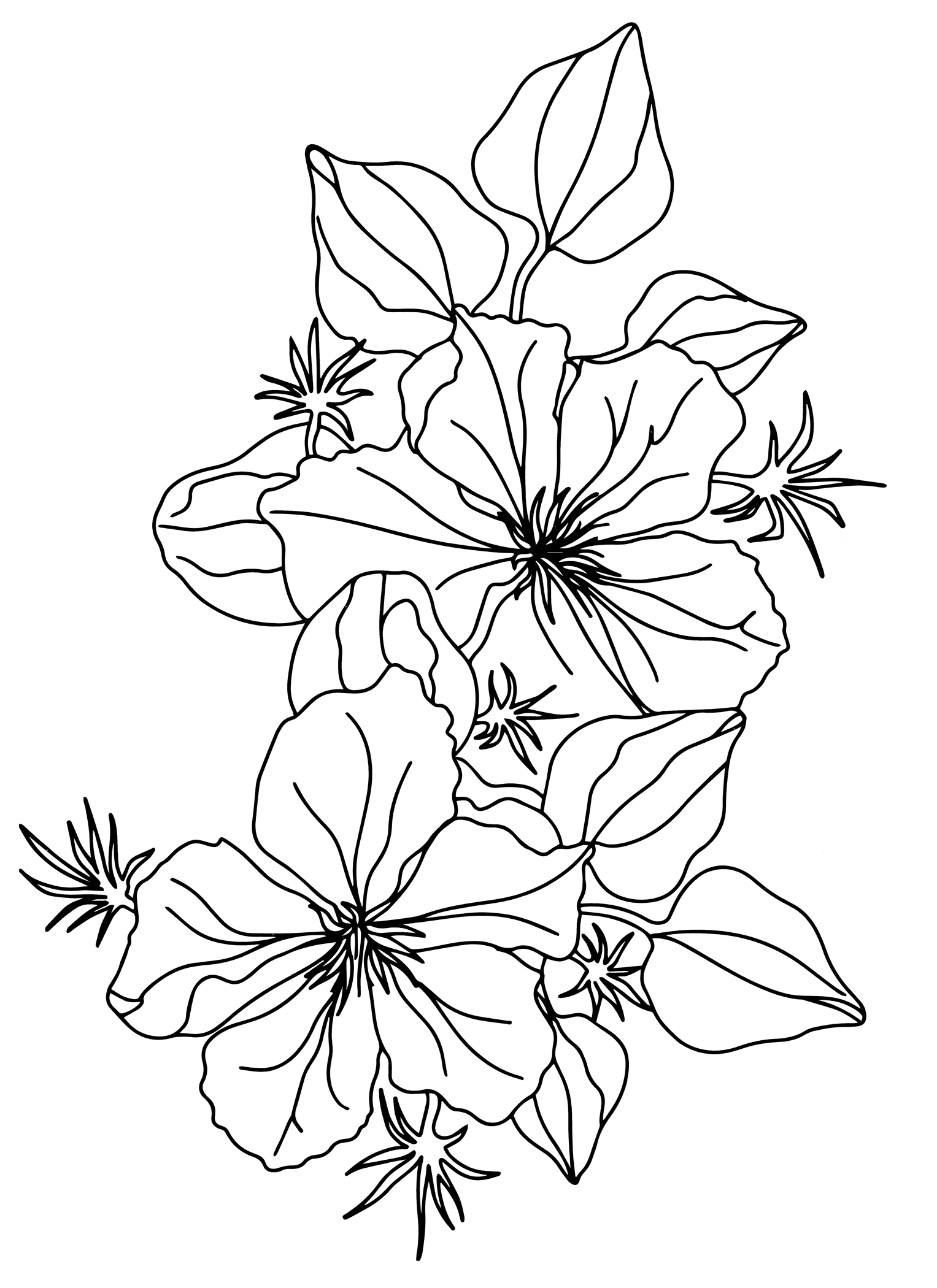 Раскраска Пышные бутоны лилий