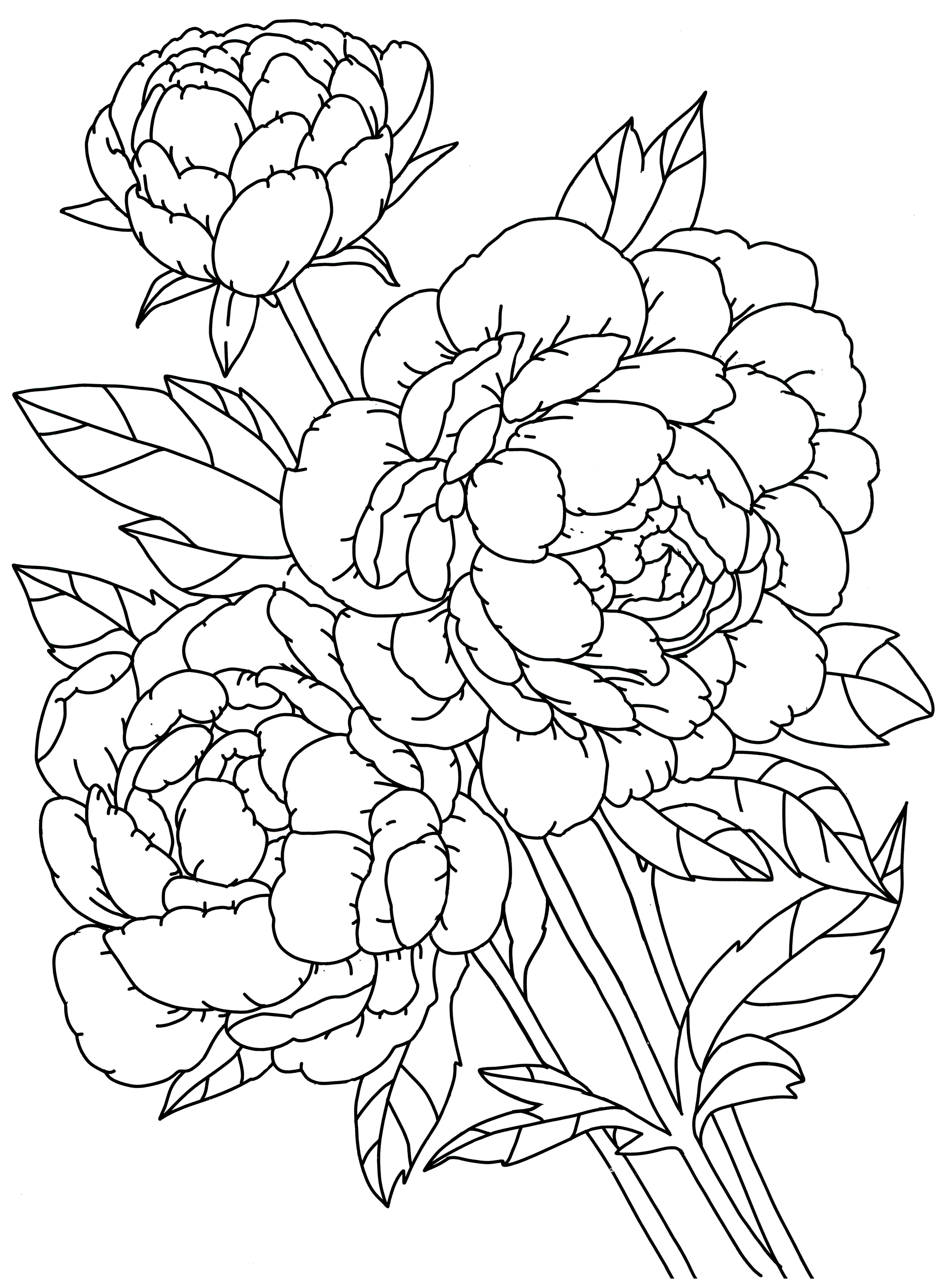 Раскраска Пышные пионы