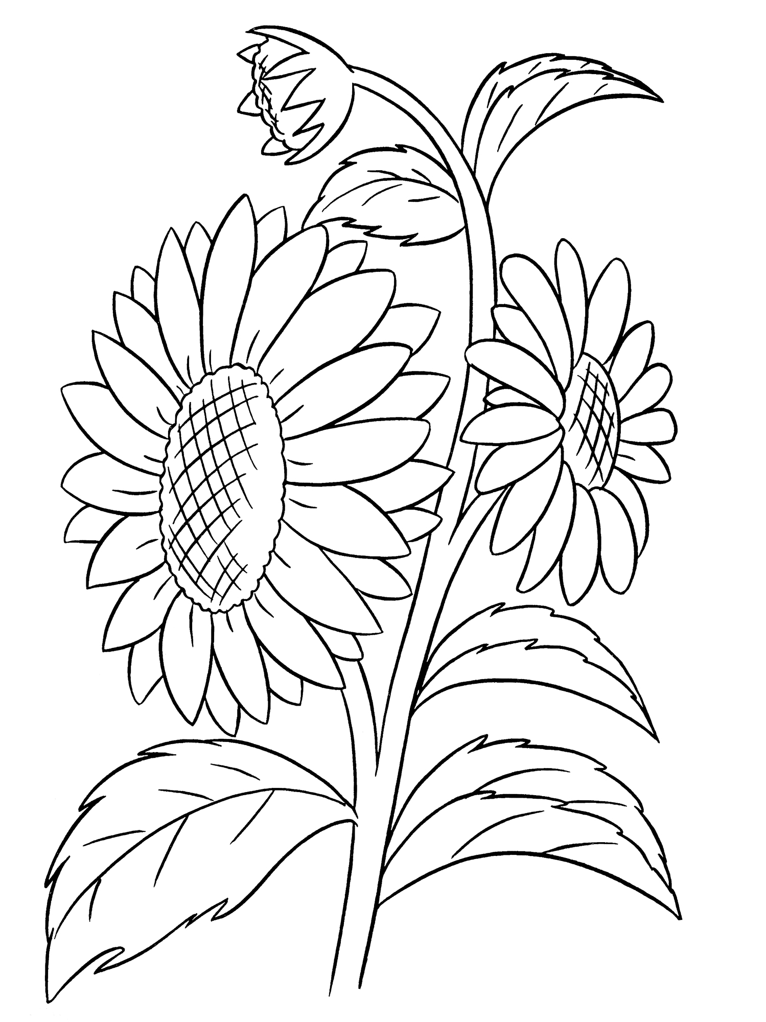 Раскраска Пышный подсолнух