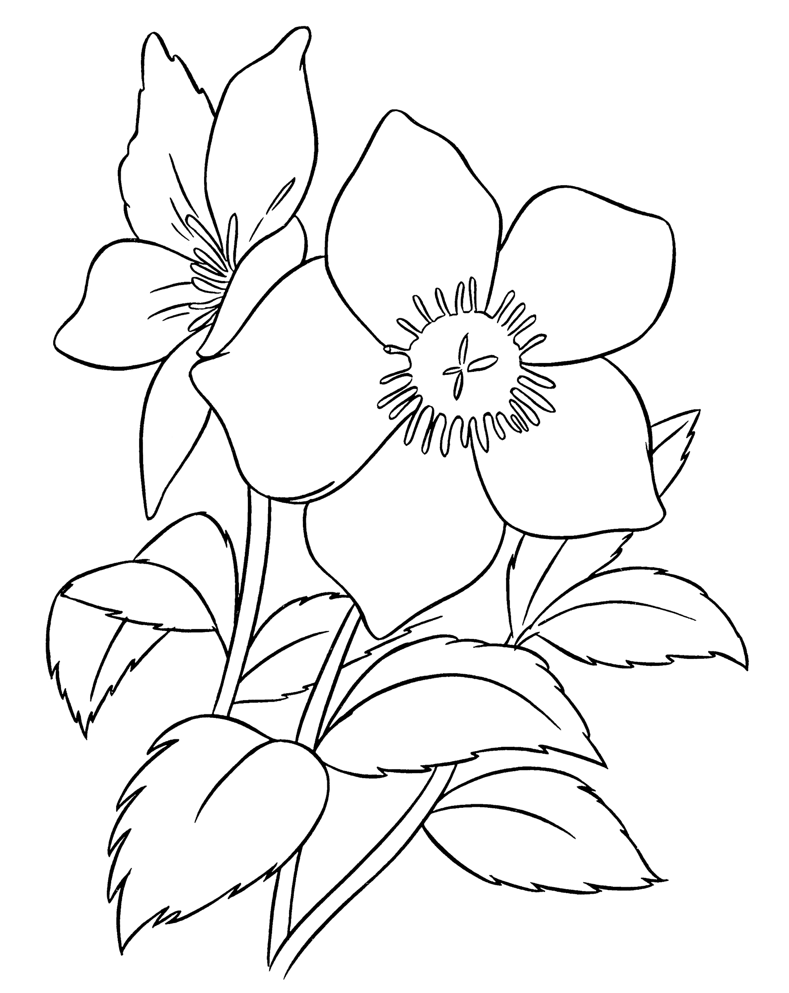 Раскраска Пышный цветок